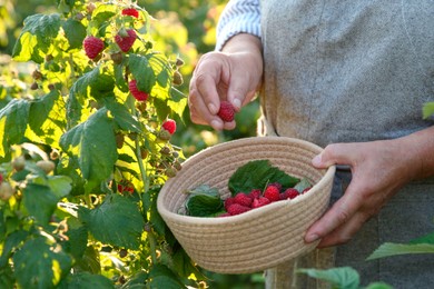 Photo of Senior farmer picking fresh ripe raspberries outdoors, closeup