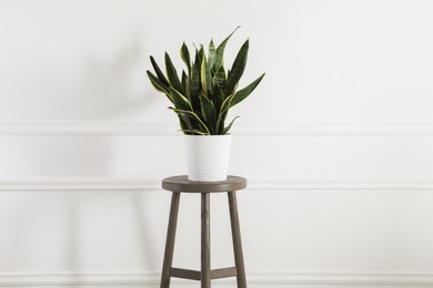 Green houseplant on stool near white wall at home