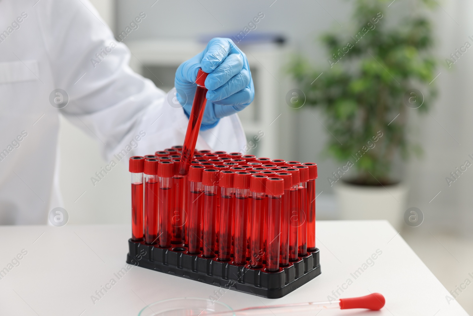 Photo of Laboratory testing. Doctor taking test tube with blood sample at table indoors, closeup