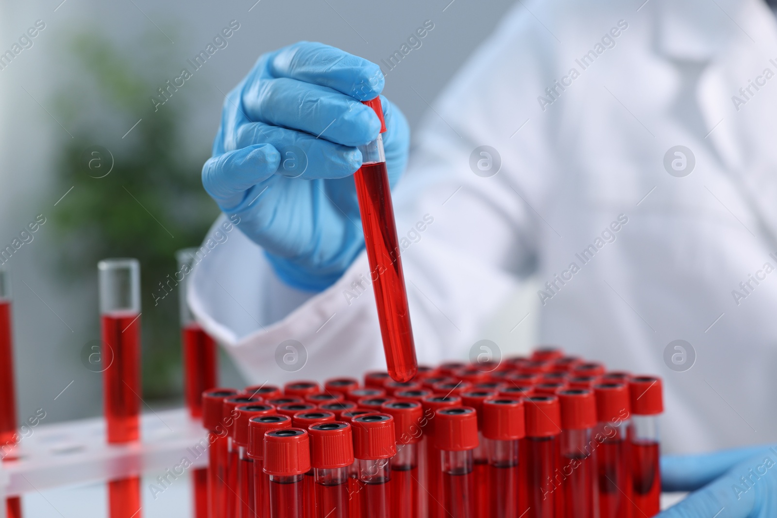 Photo of Laboratory testing. Doctor taking test tube with blood sample indoors, closeup