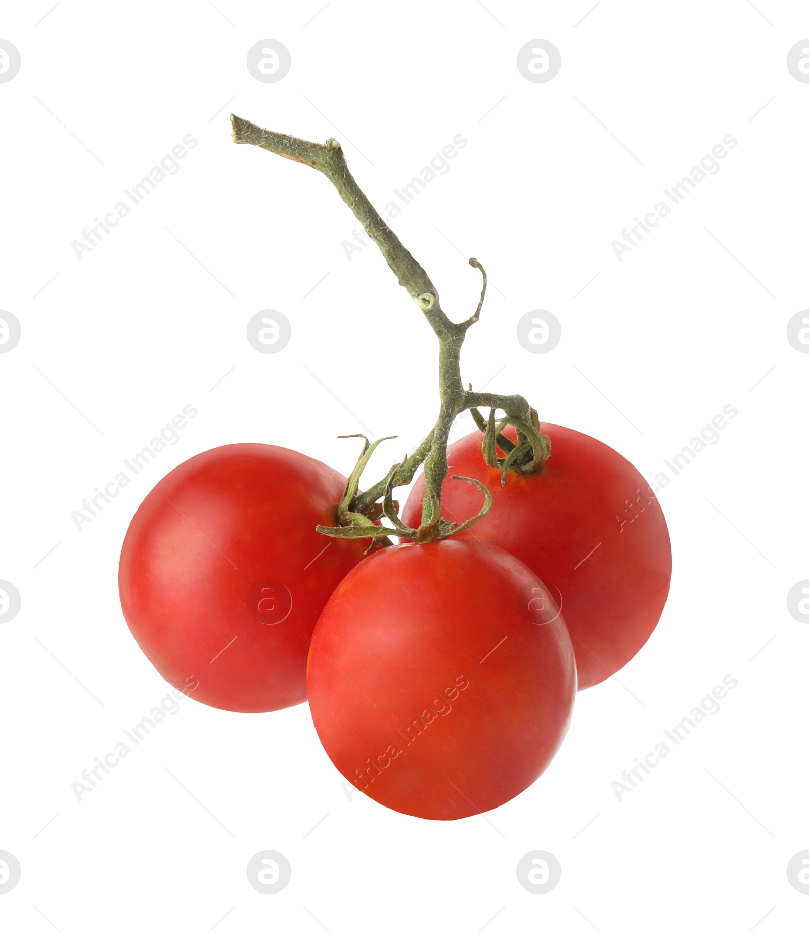 Photo of Branch with ripe tomatoes isolated on white