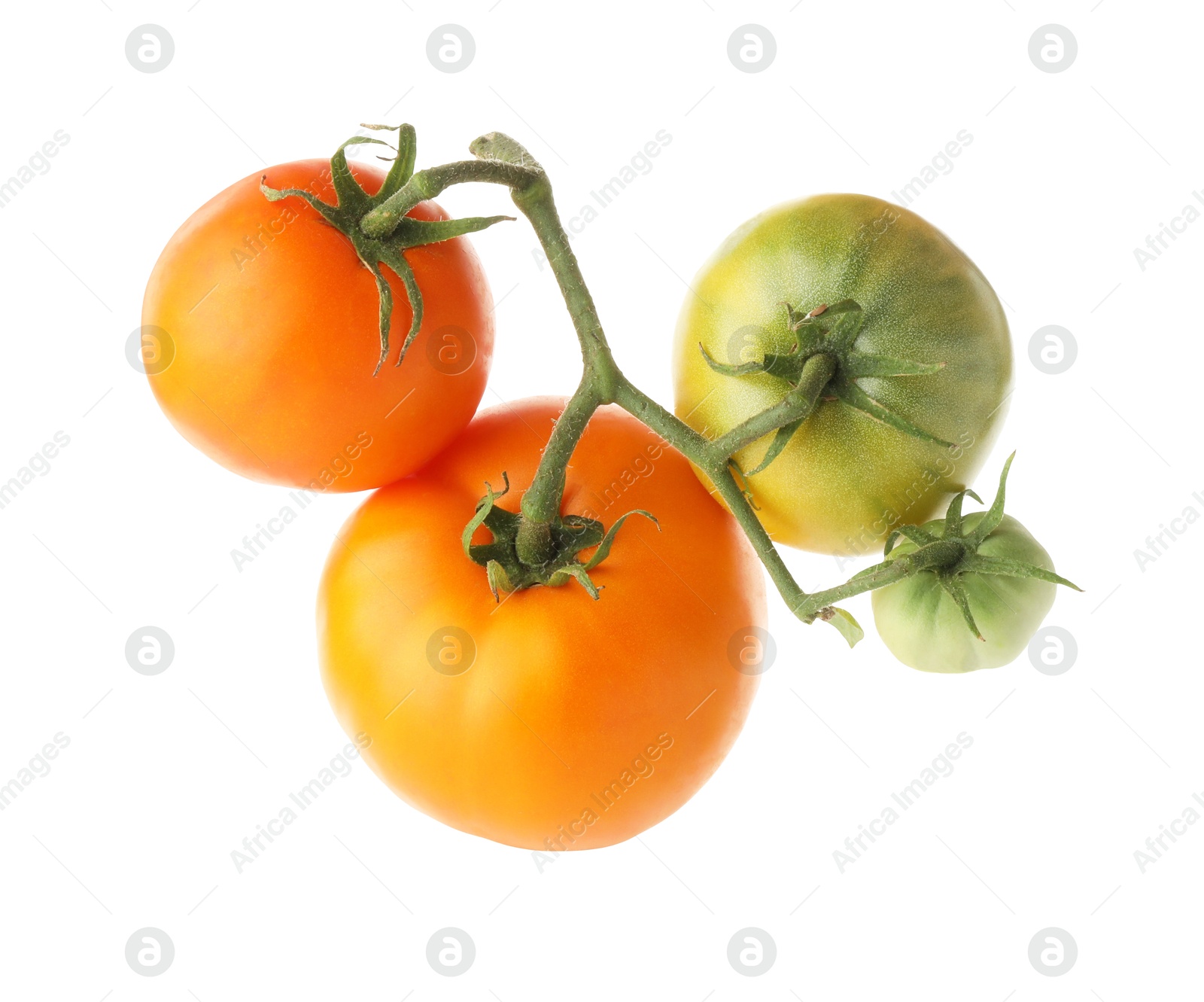 Photo of Branch with ripe and unripe tomatoes isolated on white