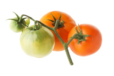 Photo of Branch with ripe and unripe tomatoes isolated on white