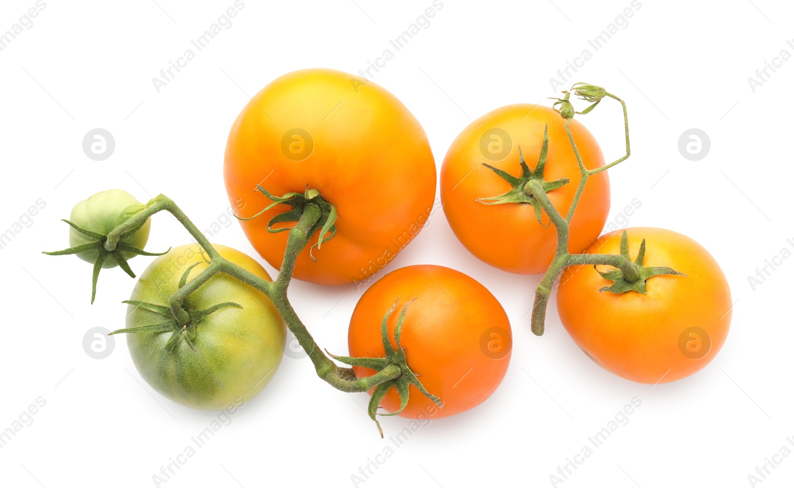 Photo of Branches with ripe and unripe yellow tomatoes isolated on white, top view