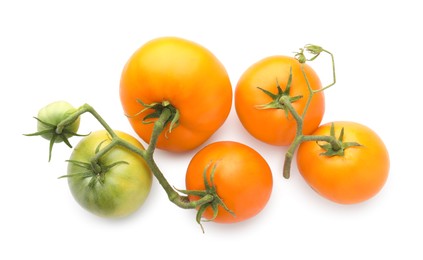 Photo of Branches with ripe and unripe yellow tomatoes isolated on white, top view