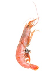 One raw shrimp isolated on white. Sea food