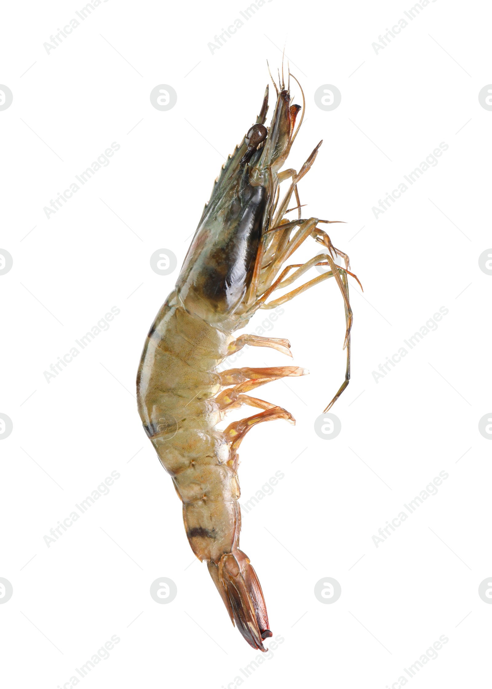 Photo of One raw tiger shrimp isolated on white. Sea food