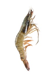 Photo of One raw tiger shrimp isolated on white. Sea food