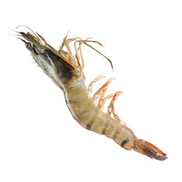 Photo of One raw tiger shrimp isolated on white. Sea food