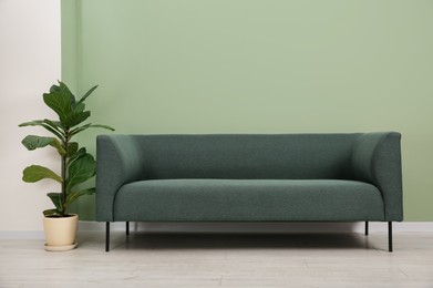 Stylish sofa and houseplant near green wall indoors