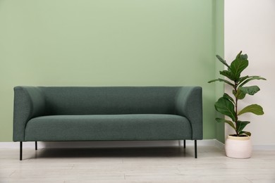 Stylish sofa and houseplant near green wall indoors