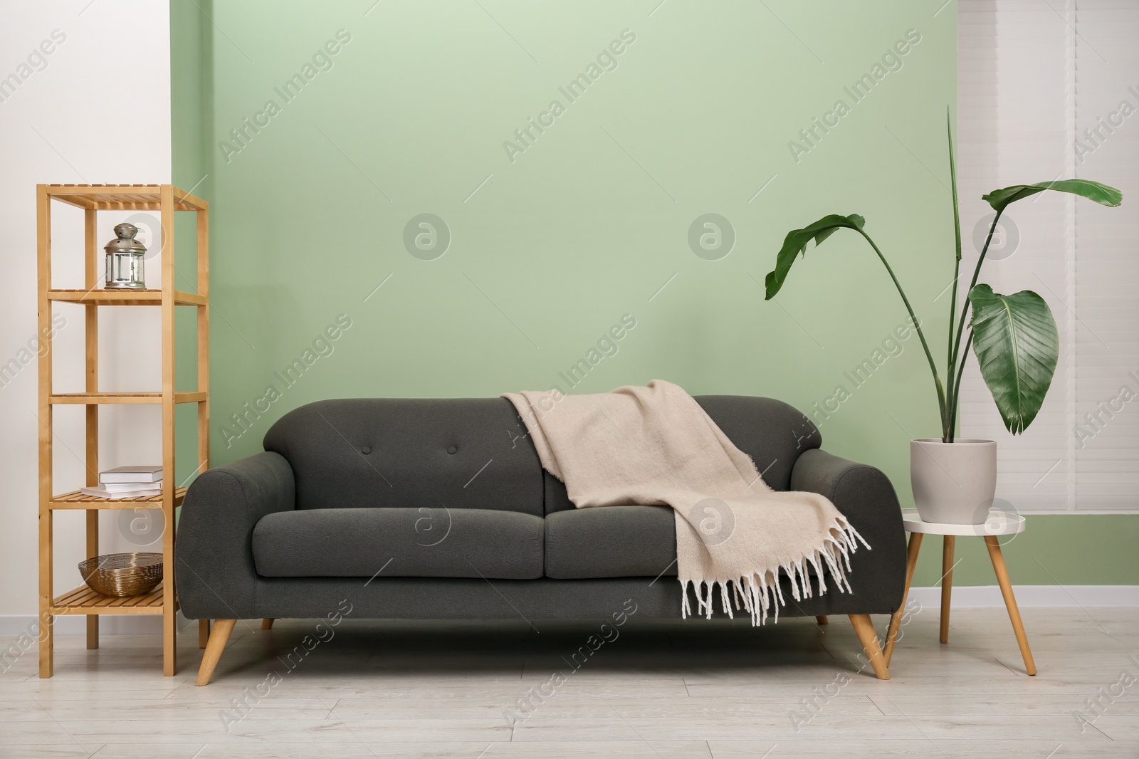 Photo of Stylish sofa with blanket, shelving unit and houseplant near green wall indoors