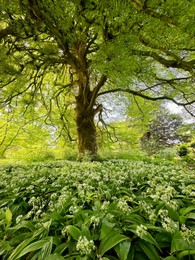 Photo of Beautiful green tree and wild garlic flowers growing in botanical garden