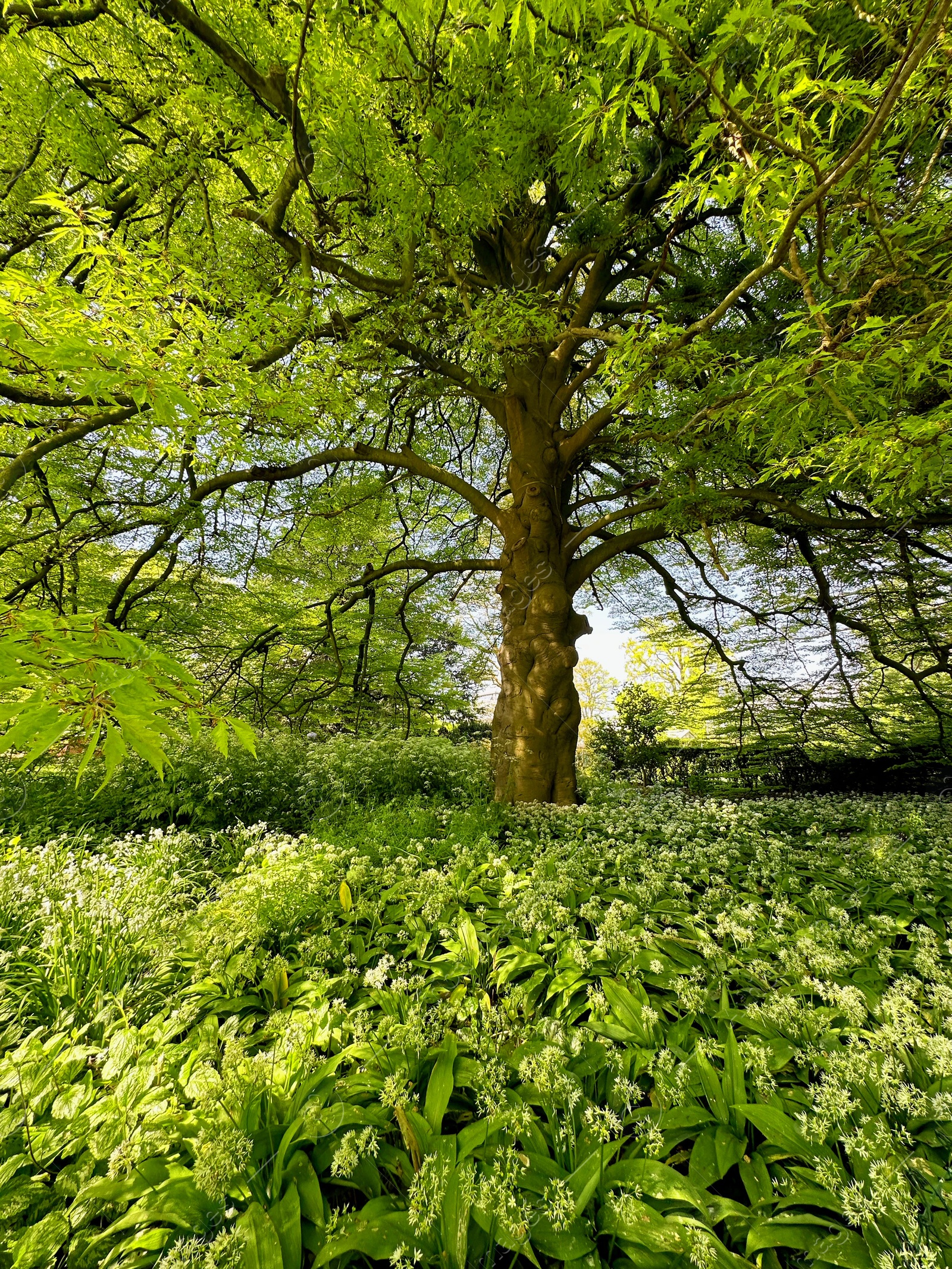 Photo of Beautiful green tree and wild garlic flowers growing in botanical garden