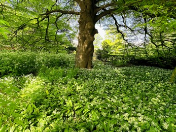 Beautiful green tree and wild garlic flowers growing in botanical garden