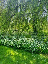 Photo of Beautiful green tree and wild garlic flowers growing in botanical garden