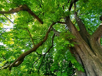 Photo of Beautiful chestnut tree with lush green leaves growing in botanical garden, low angle view