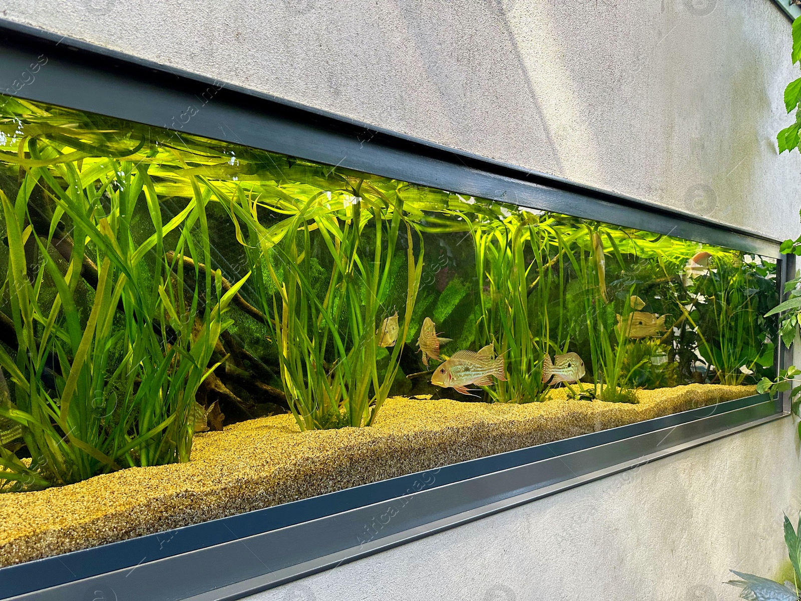 Photo of Aquarium with fish and underwater plants in botanical garden