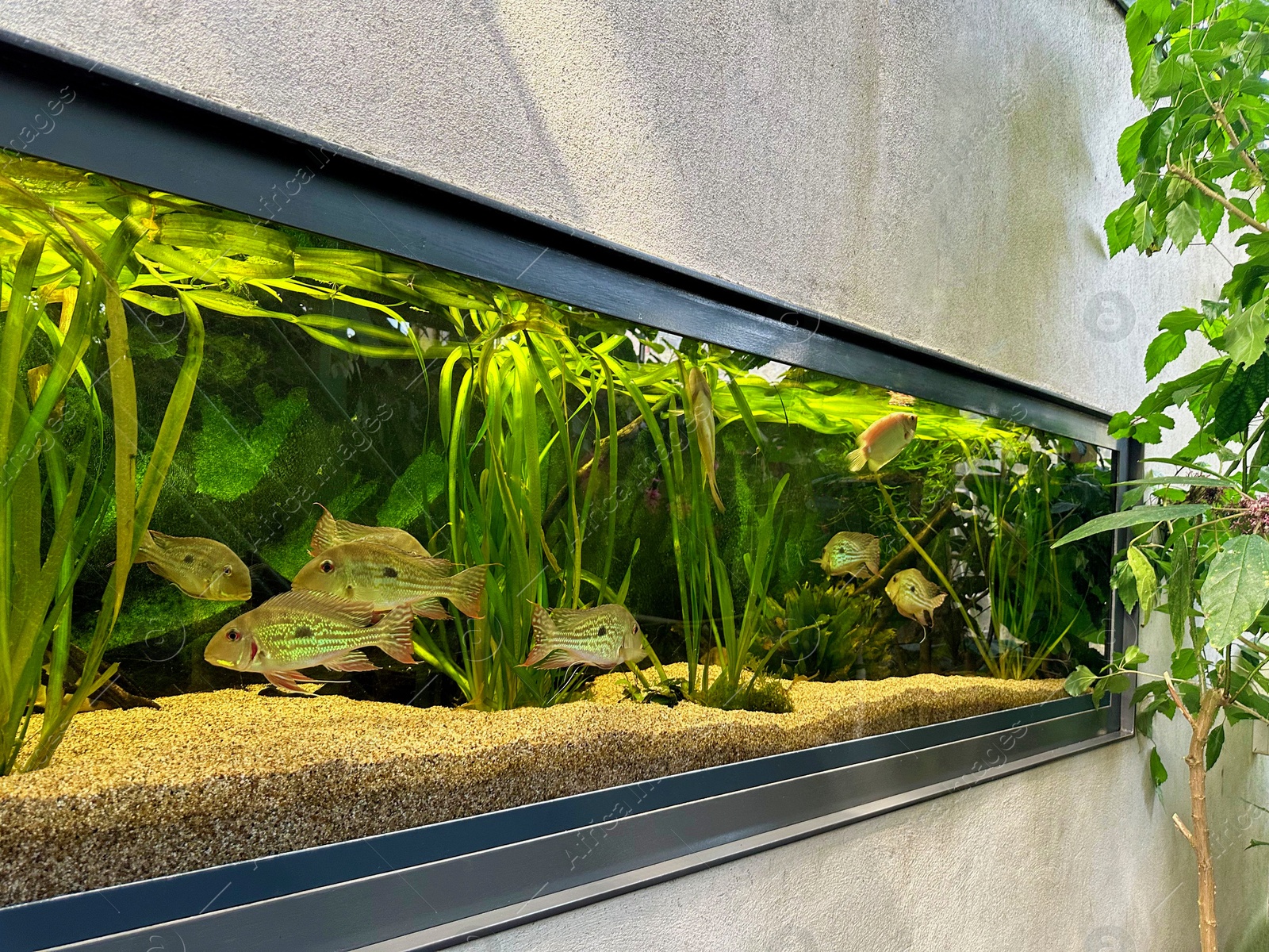 Photo of Aquarium with fish and underwater plants in botanical garden