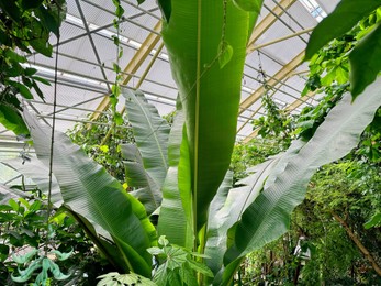 Photo of Different plants with green leaves growing in botanical garden