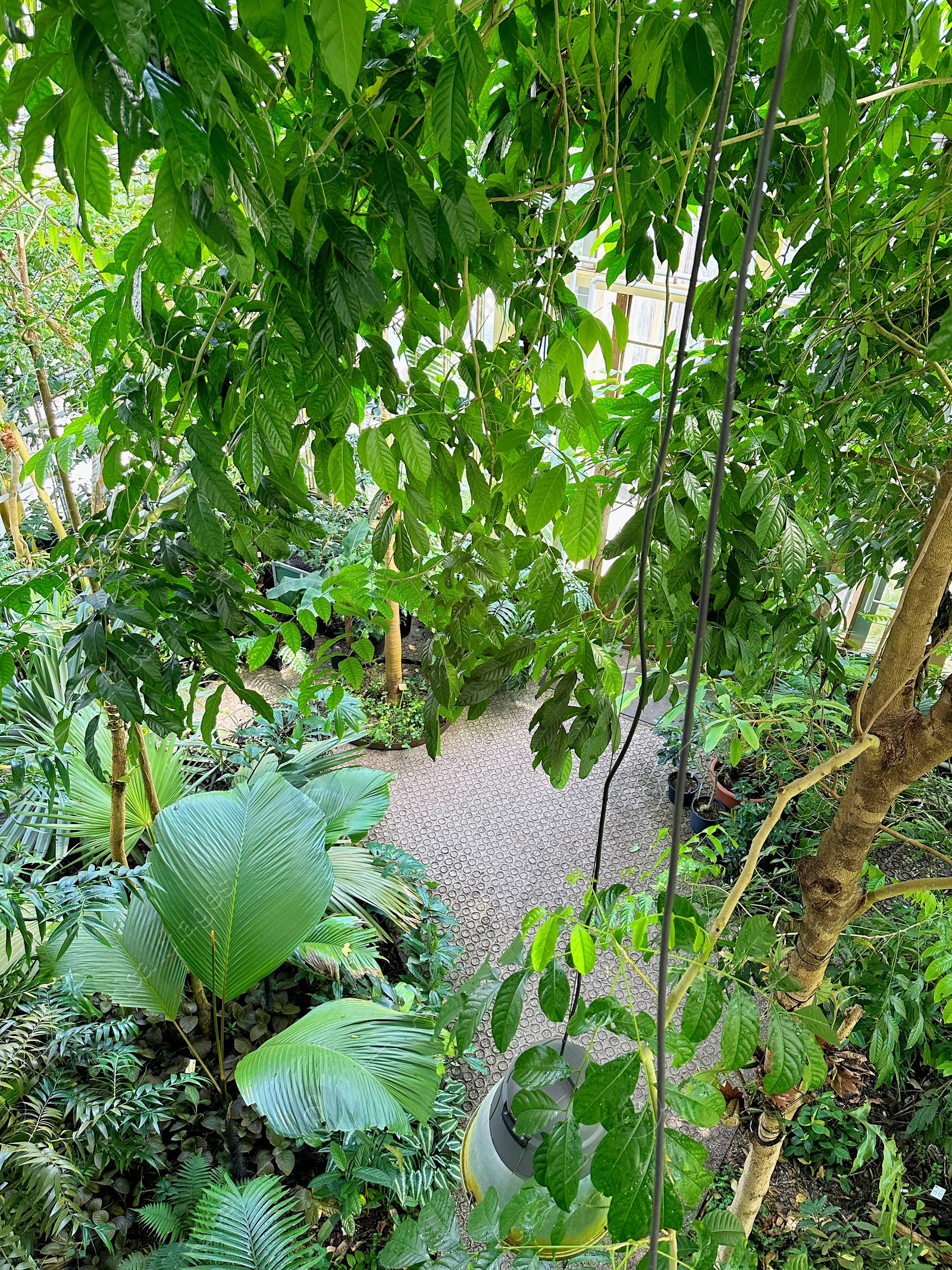 Photo of Different plants with green leaves growing in botanical garden