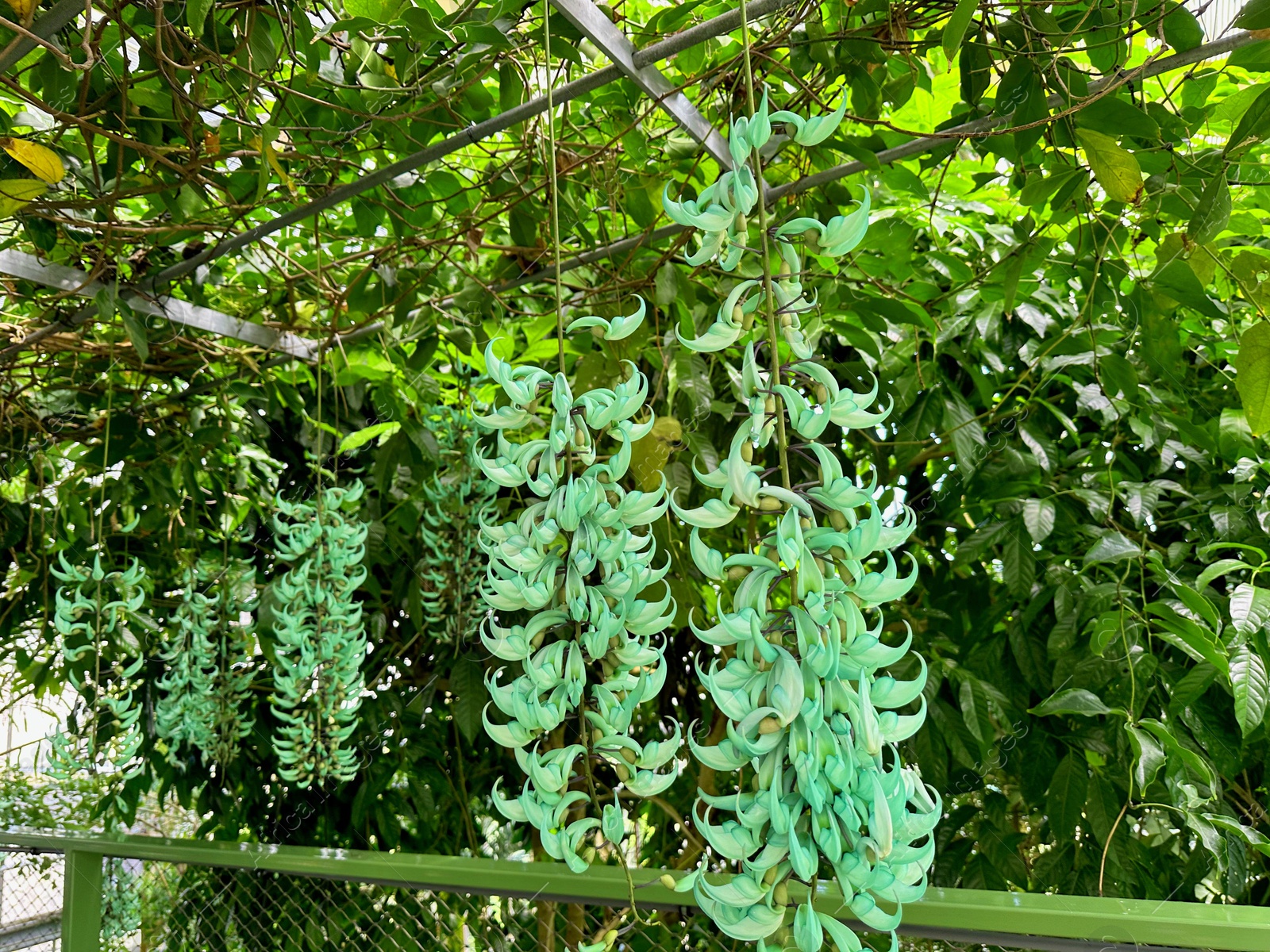 Photo of Beautiful jade vine flowers growing in botanical garden