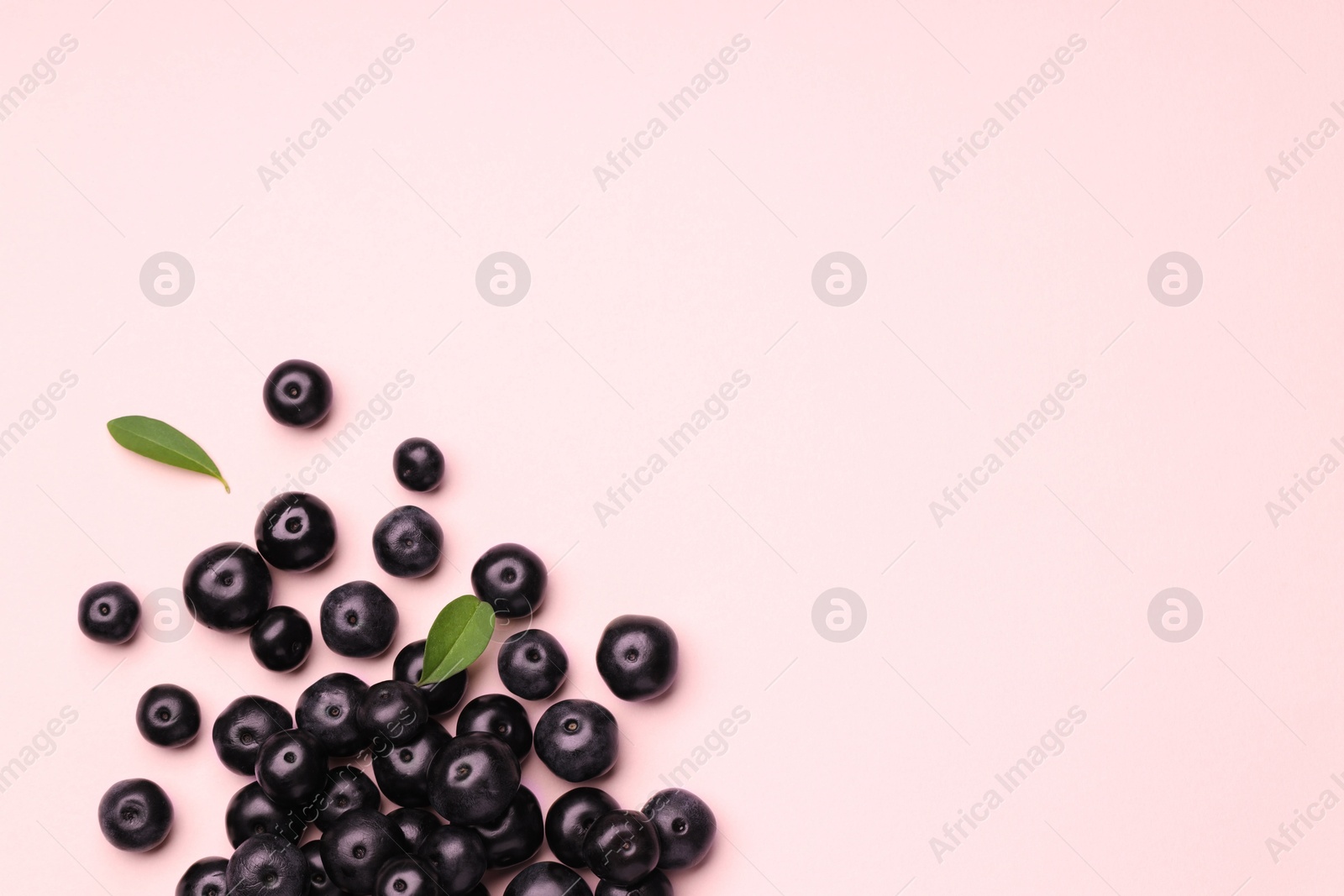 Photo of Ripe acai berries and leaves on pink background, flat lay. Space for text