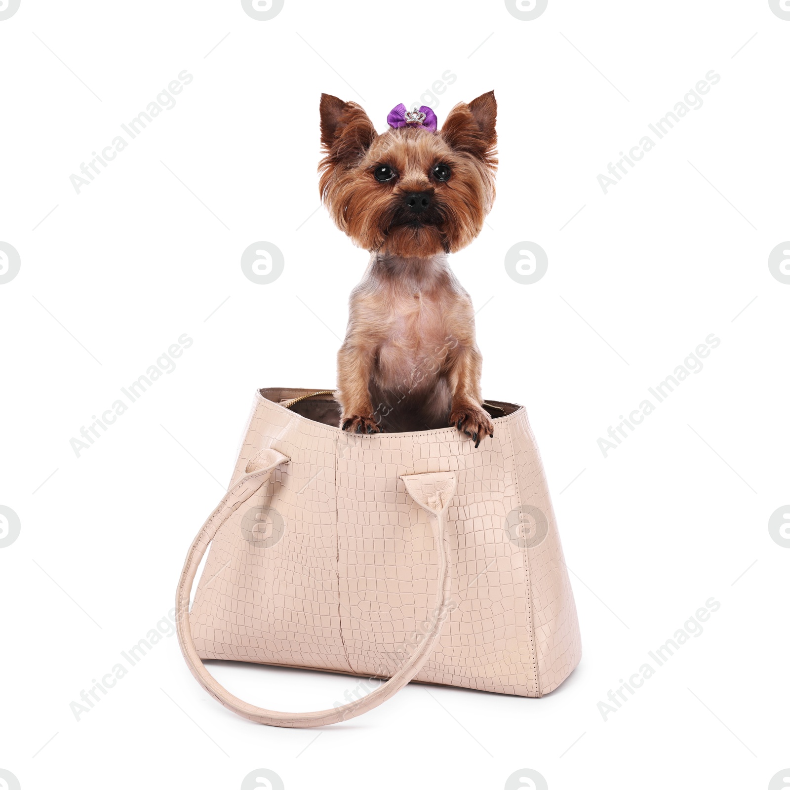 Photo of Cute Yorkshire Terrier dog in bag isolated on white