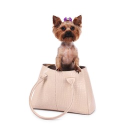 Cute Yorkshire Terrier dog in bag isolated on white