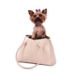 Photo of Cute Yorkshire Terrier dog in bag isolated on white