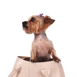 Cute Yorkshire Terrier dog in bag isolated on white