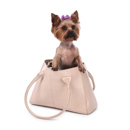 Photo of Cute Yorkshire Terrier dog in bag isolated on white