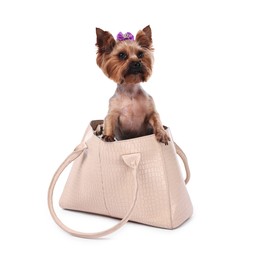 Cute Yorkshire Terrier dog in bag isolated on white