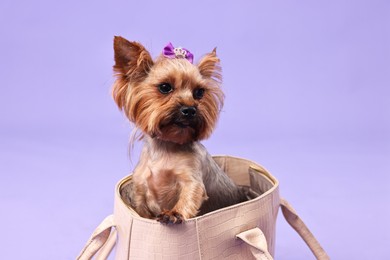 Photo of Cute Yorkshire Terrier dog in bag on violet background