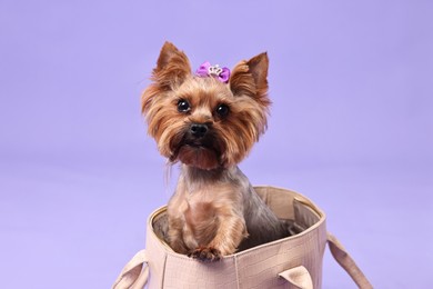 Photo of Cute Yorkshire Terrier dog in bag on violet background