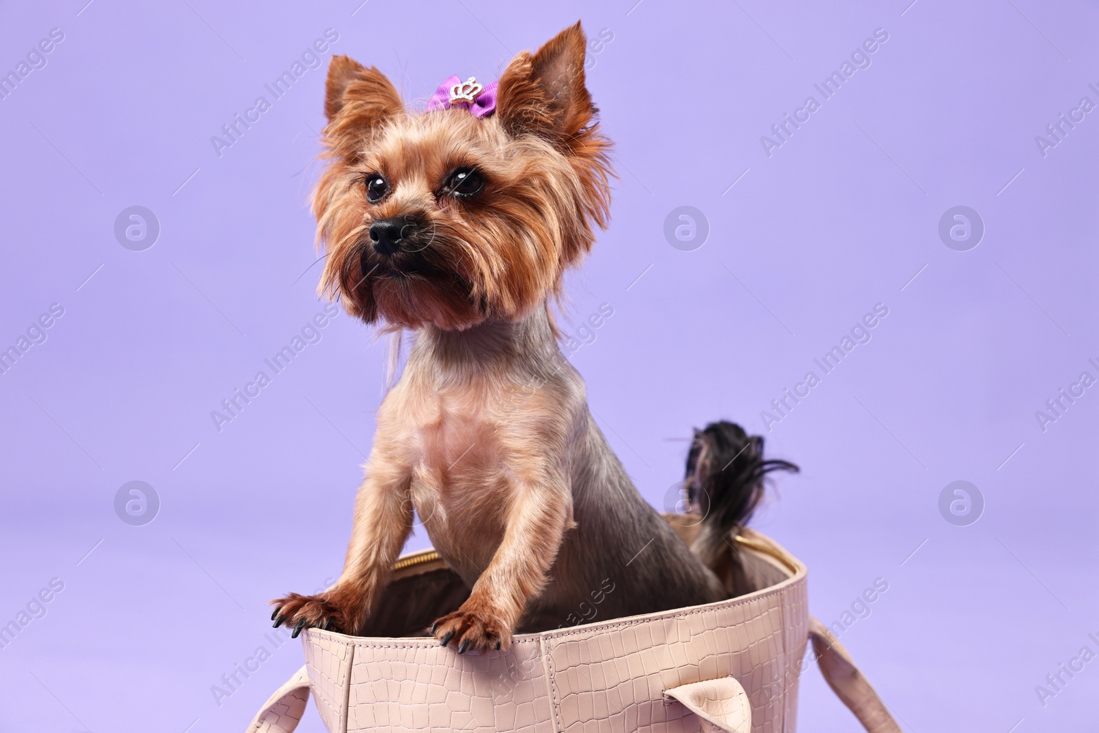 Photo of Cute Yorkshire Terrier dog in bag on violet background