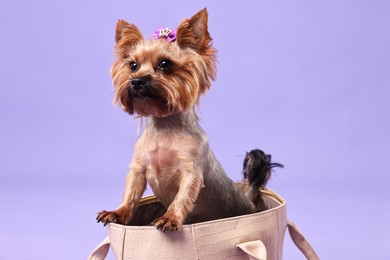 Cute Yorkshire Terrier dog in bag on violet background