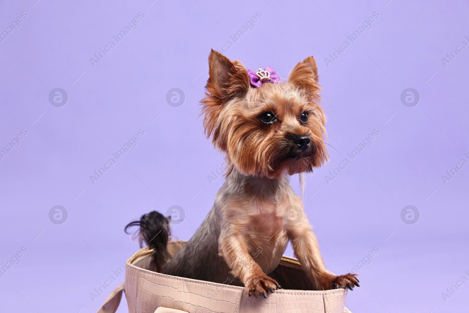 Photo of Cute Yorkshire Terrier dog in bag on violet background