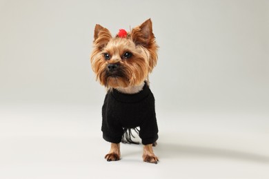 Cute Yorkshire Terrier dog in stylish pet`s clothes on light grey background