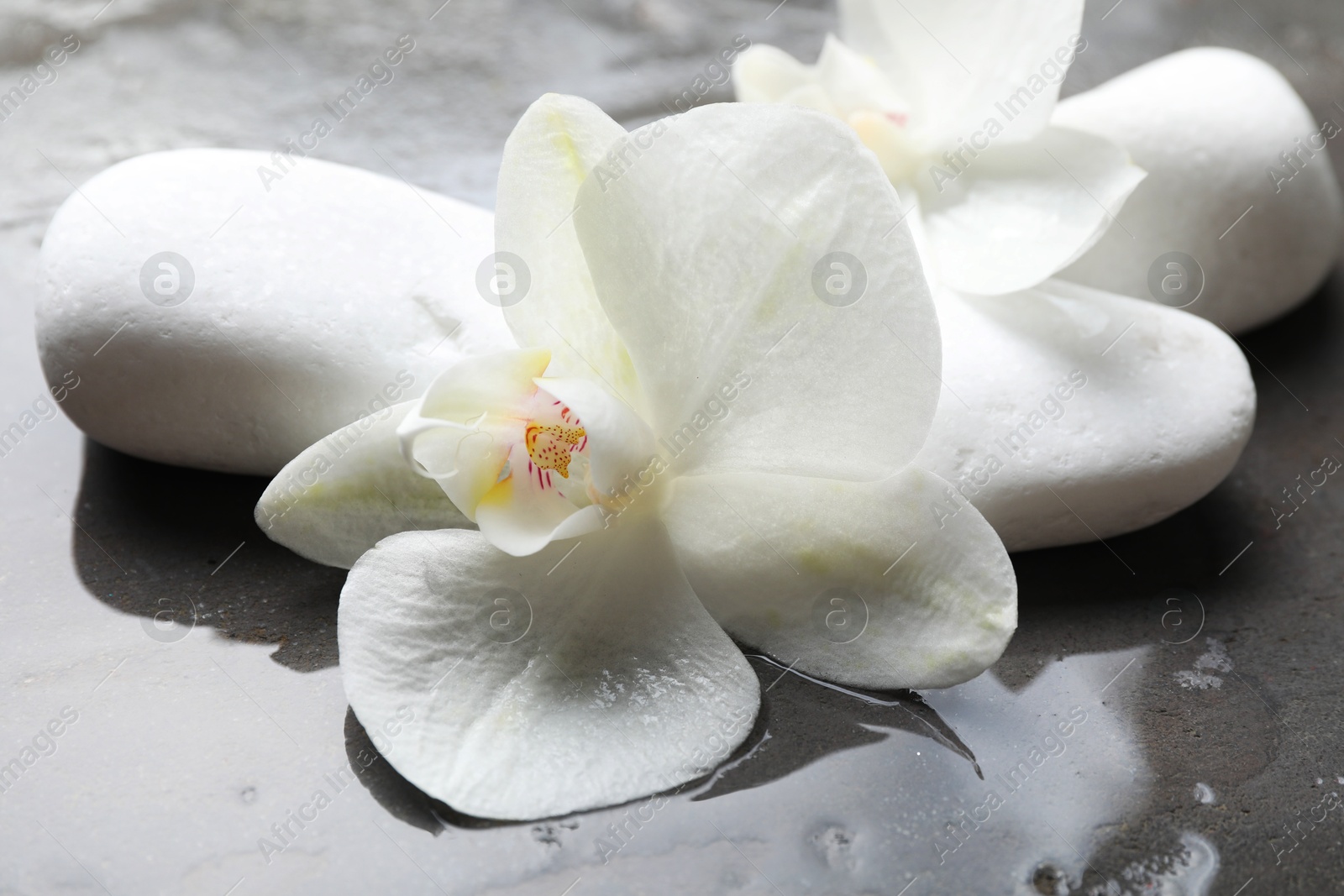 Photo of Spa stones and beautiful orchid flowers in water on grey textured surface, closeup