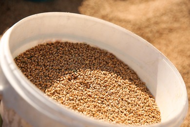 Photo of Plastic bucket with ripe wheat grains, closeup