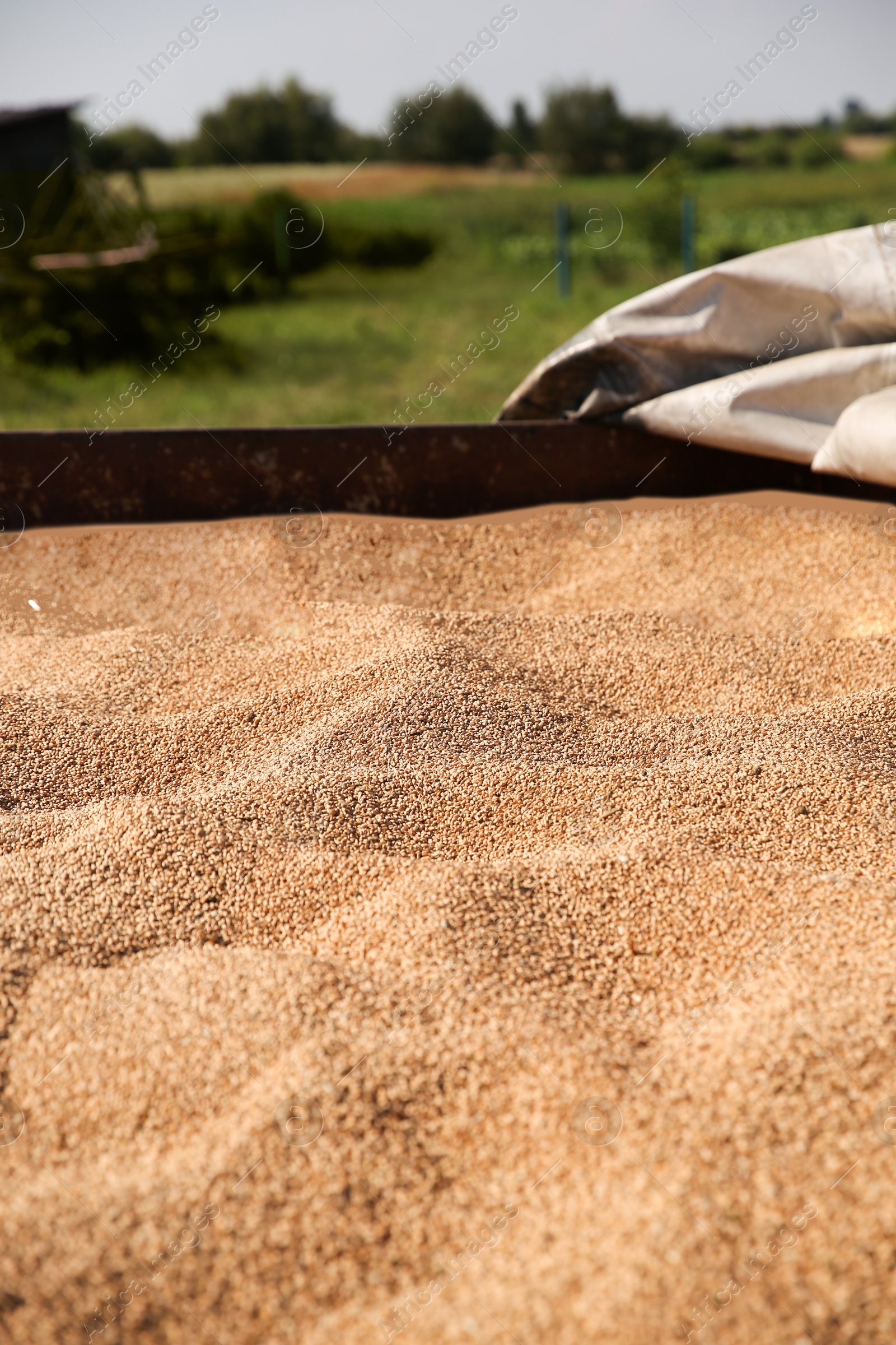 Photo of Harvest of ripe golden wheat on farm