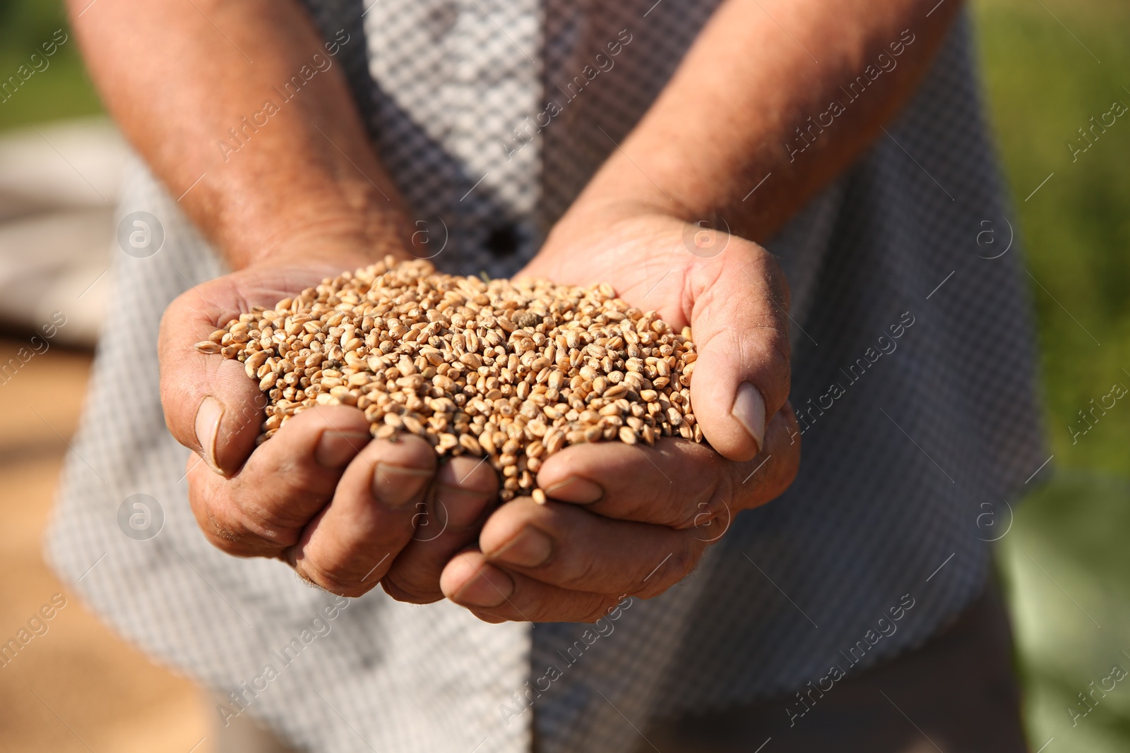 Photo of Man holding ripe wheat grains outdoors, closeup