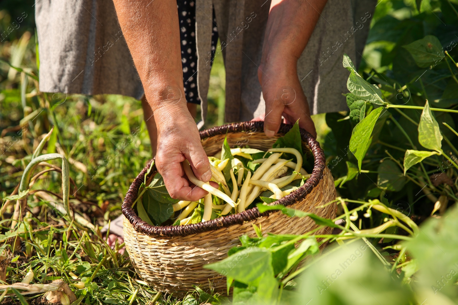 Photo of Senior farmer picking fresh pea pods outdoors, closeup