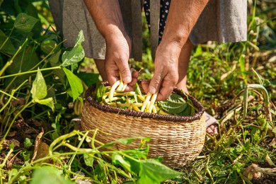 Photo of Senior farmer picking fresh pea pods outdoors, closeup