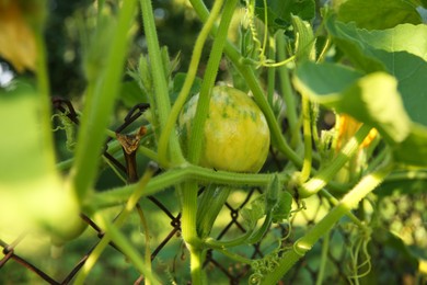 Photo of One fresh unripe pumpkin growing outdoors, closeup