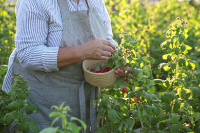 Photo of Senior farmer picking fresh ripe raspberries outdoors, closeup