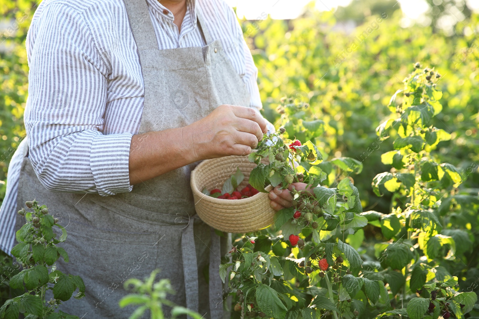 Photo of Senior farmer picking fresh ripe raspberries outdoors, closeup