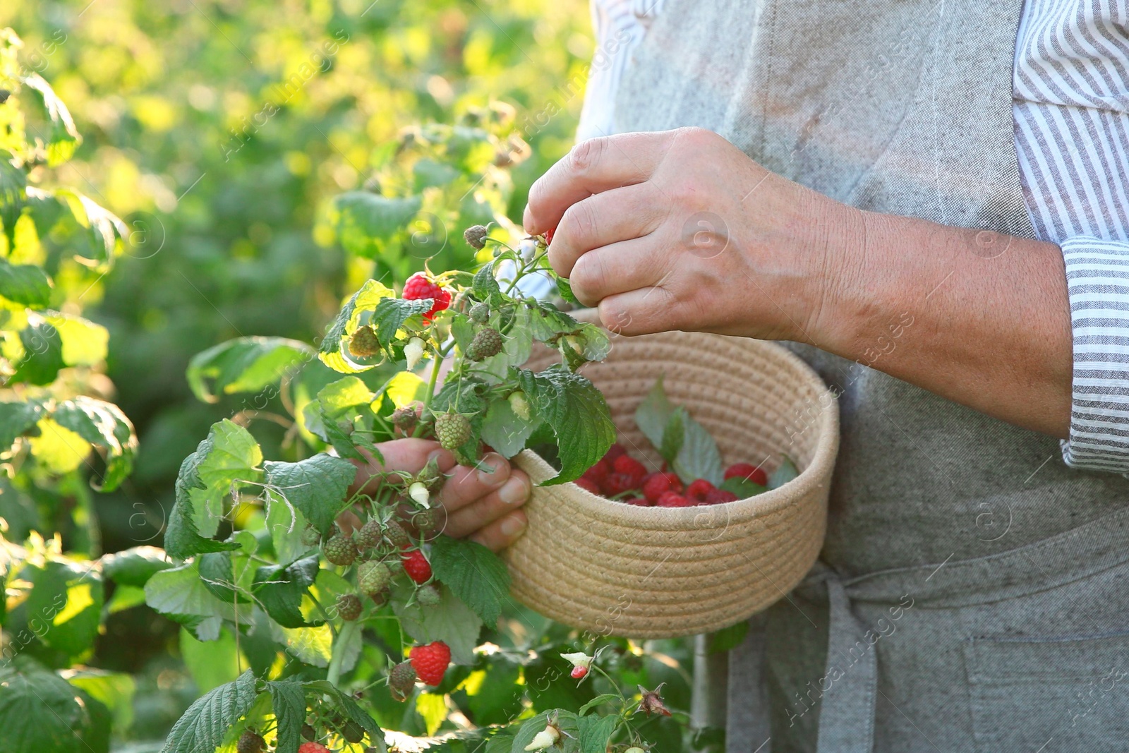 Photo of Senior farmer picking fresh ripe raspberries outdoors, closeup