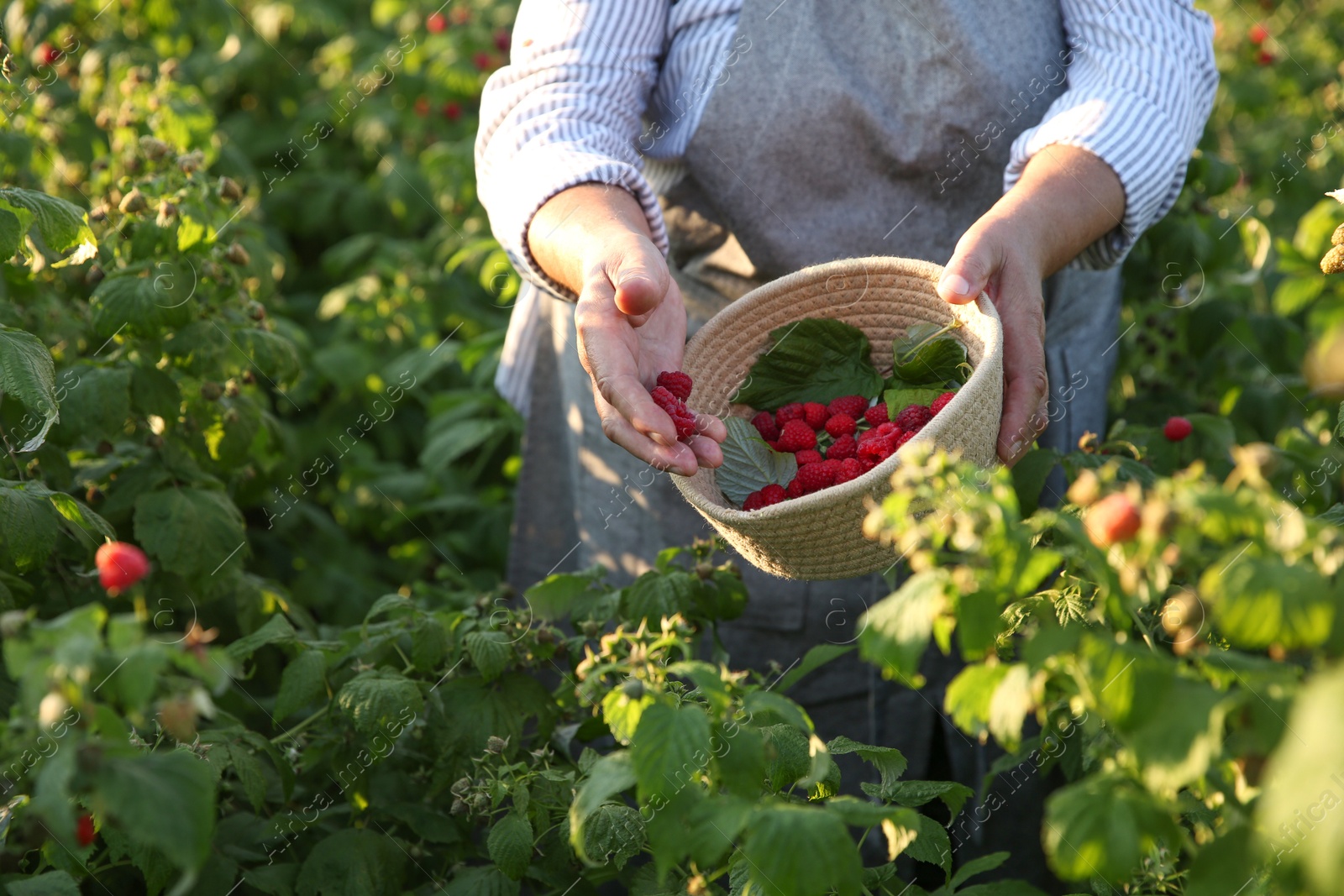 Photo of Senior farmer picking fresh ripe raspberries outdoors, closeup